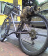 Cat on bikes.jpg
