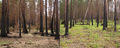 Boreal pine forest after fire.jpg