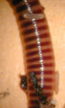 Eisenia fetida larvae 3.jpg