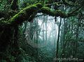 Tropical-rain-forest-14921189.jpg