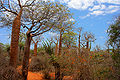 Spiny Forest Ifaty Madagascar.jpg